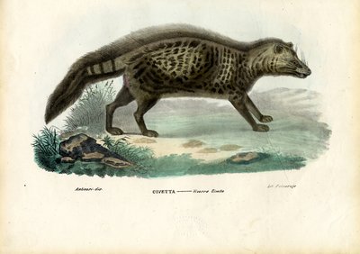 African Civet, 1863-79 by Raimundo Petraroja